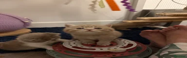 British Shorthair 1
