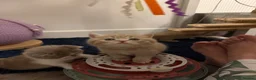 British Shorthair cats for sale: BSH kittens 💝 5 🌟🌟🌟🌟🌟 - Advert 20