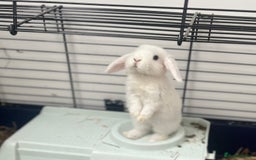 Mini Lop rabbits for sale: Mini Lop White Baby Bunny Ready Now!! - Image 2