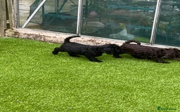 Cockapoo dogs for sale: F1 cockapoo puppies registered breeder - Image 13