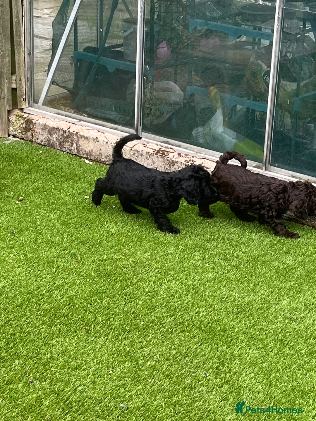 Cockapoo dogs for sale: F1 cockapoo puppies registered breeder - Image 13