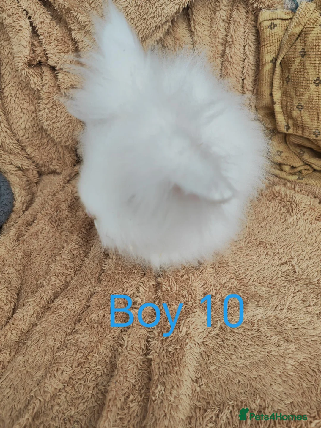 Lionhead rabbits for sale: Double mane lionhead rabbits - Advert 2