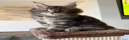 Maine Coon cats for sale: XL Russian Cubs 💙 - Advert 32