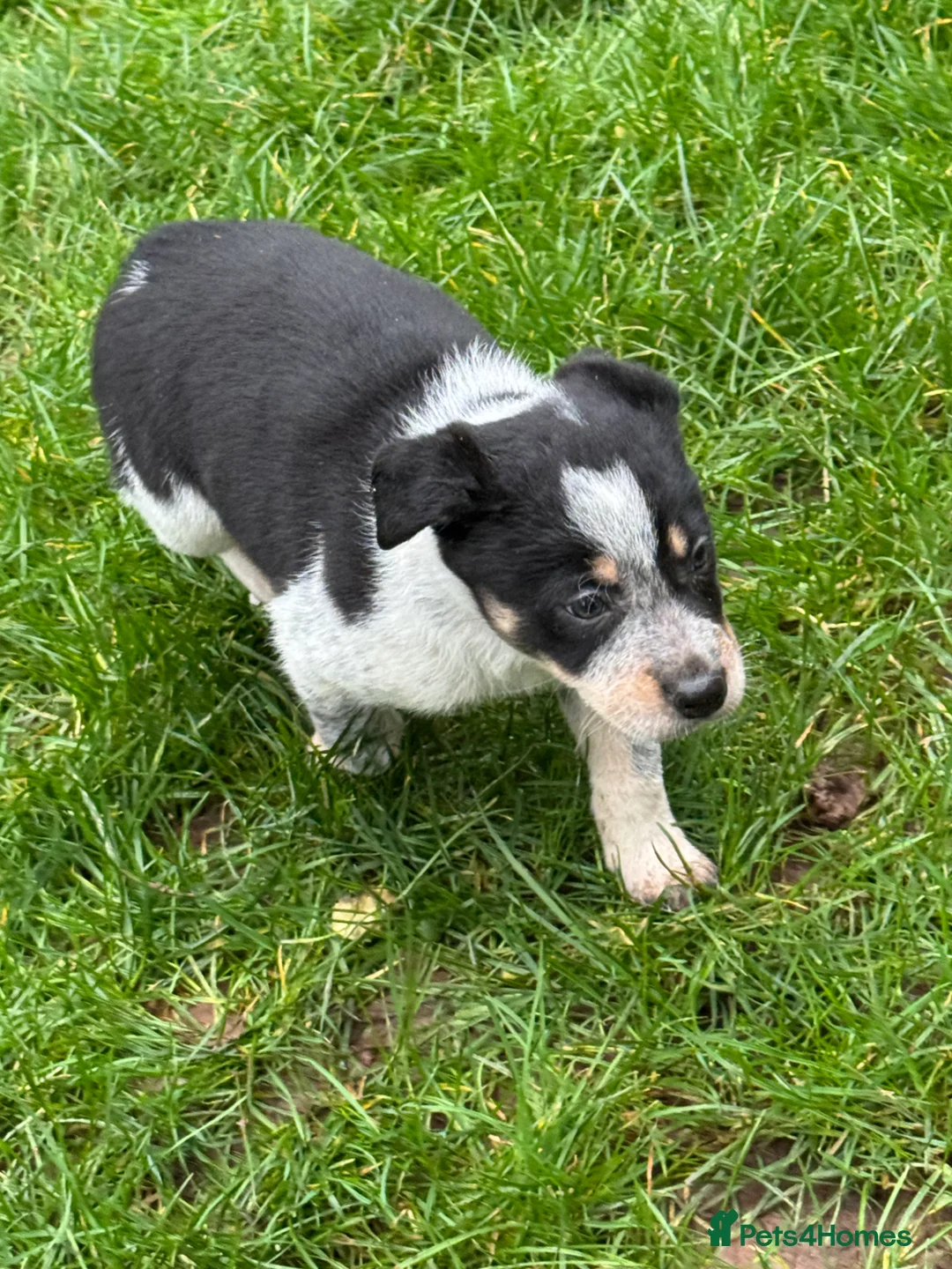 Border Collie dogs for sale: Border collie pups ready from 20th February  - Advert 13