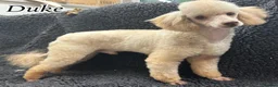 Miniature Poodle dogs for stud: Proved fully DNA tested stud - Advert 2