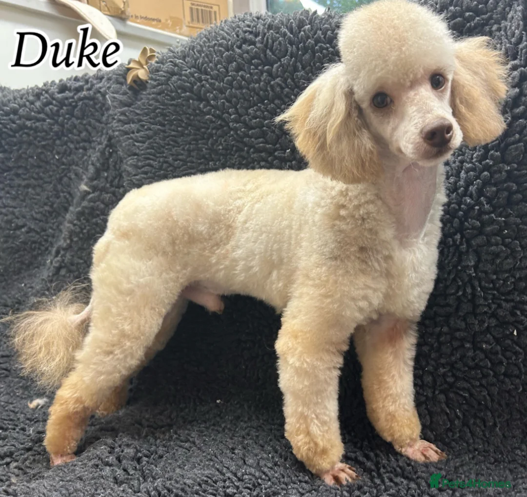 Miniature Poodle dogs for stud: Proved fully DNA tested stud - Advert 2