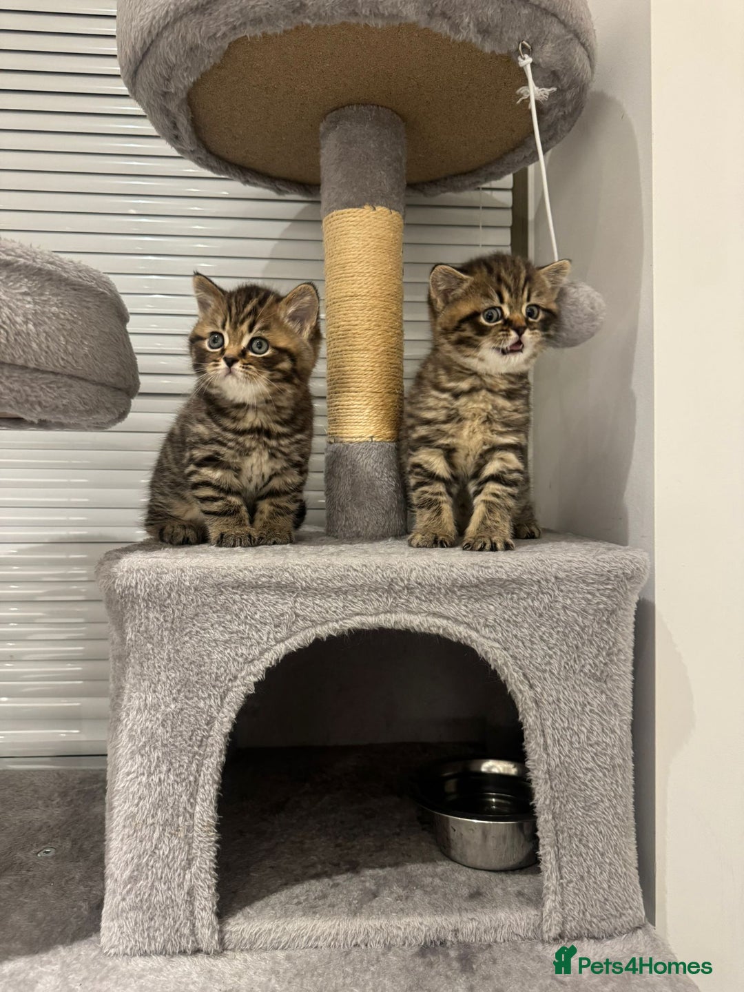British Shorthair cats for sale: Adorable British Shorthair Male Kittens for Sale. - Advert 18