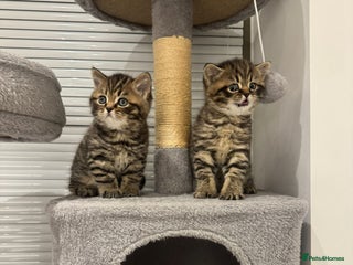 British Shorthair cats Adorable British Shorthair Male Kittens for Sale. - Advert 2