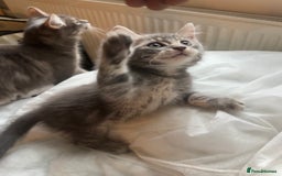 Mixed Breed cats for sale: Beautiful Half Maincoon/NorwegianFC X Russian Blue - Image 7