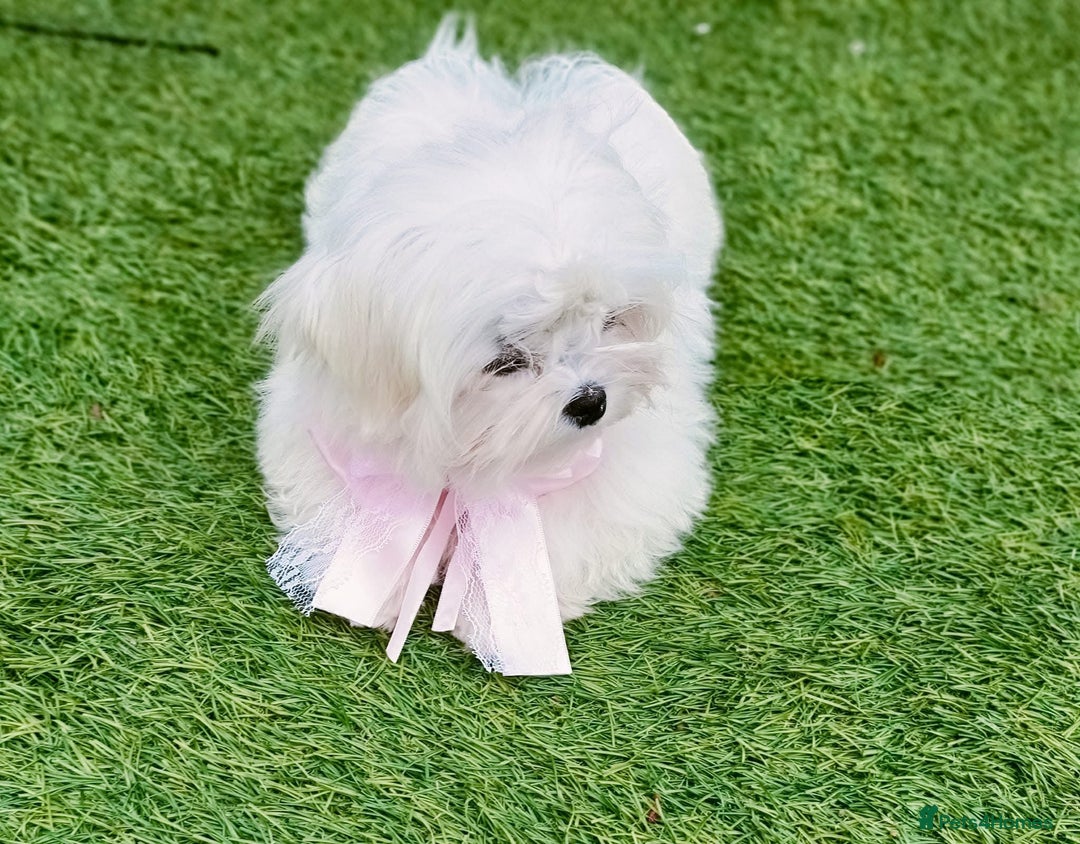 Maltipoo dogs for stud: Teddy 100% Korean Maltese kc registered for stud  in Birmingham - Image 5