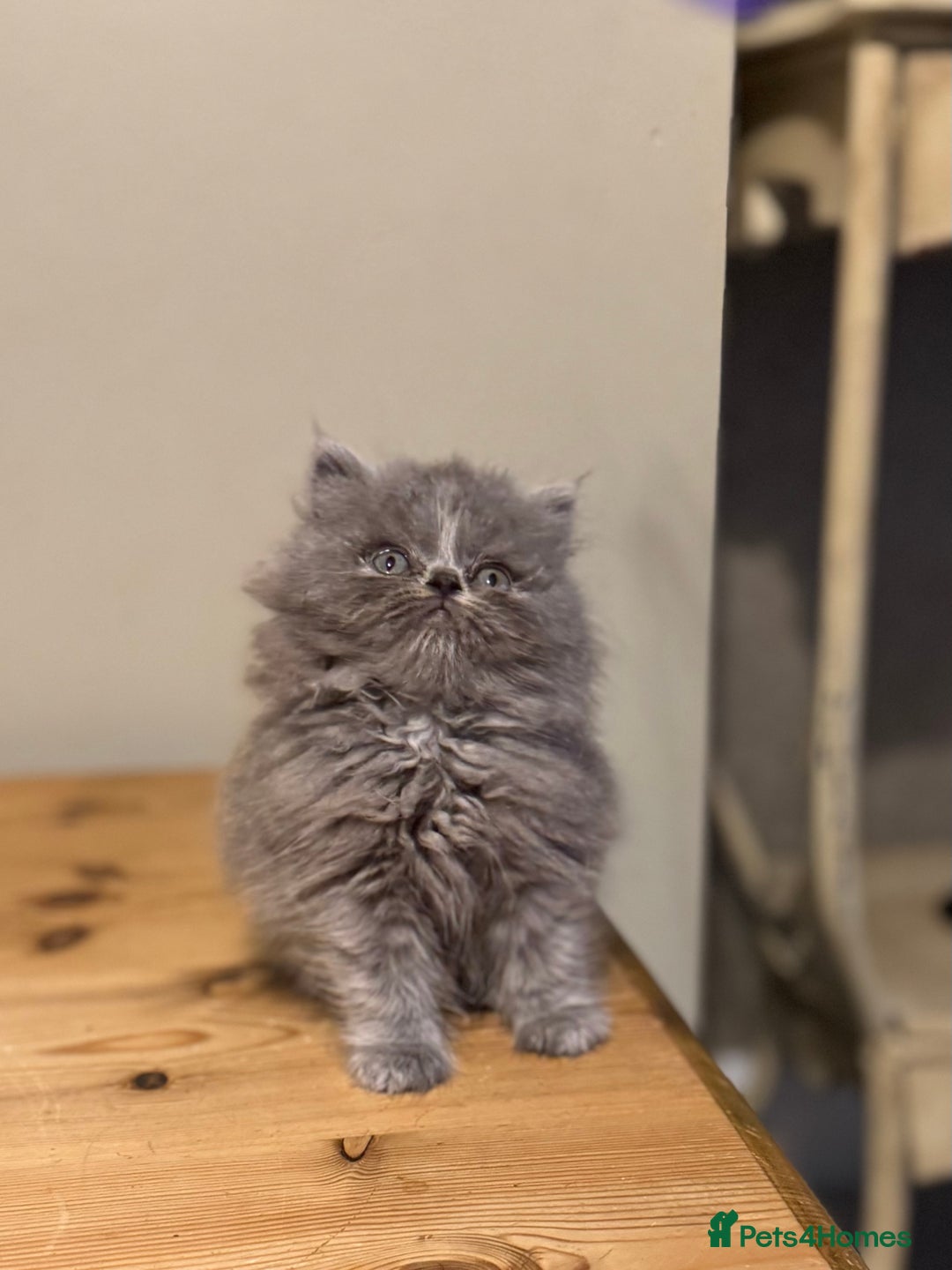 Persian cats for sale: Persian kittens ready now - Advert 10