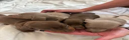 Dachshund dogs for sale: Stunning Dachshunds puppies.  in Leek - Advert 8