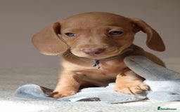 Miniature Dachshund dogs for sale: 🌟5StarsLicense+Holistic+KC+VetCheck+PRAClear - Image 24