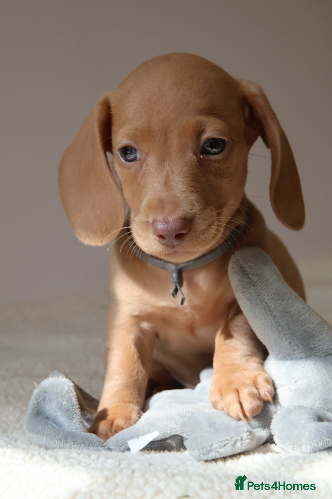 Miniature Dachshund dogs for sale: 🌟5StarsLicense+Holistic+KC+VetCheck+PRAClear - Image 24