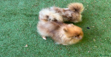 Pomeranian dogs - Advert 9