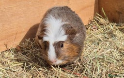 Guinea Pig rodents for sale: Young Guinea Pigs – 3 Litters Ready & Reserve - Image 6