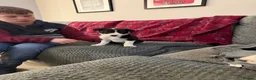 Border Collie dogs for sale: Border collie  - Advert 14
