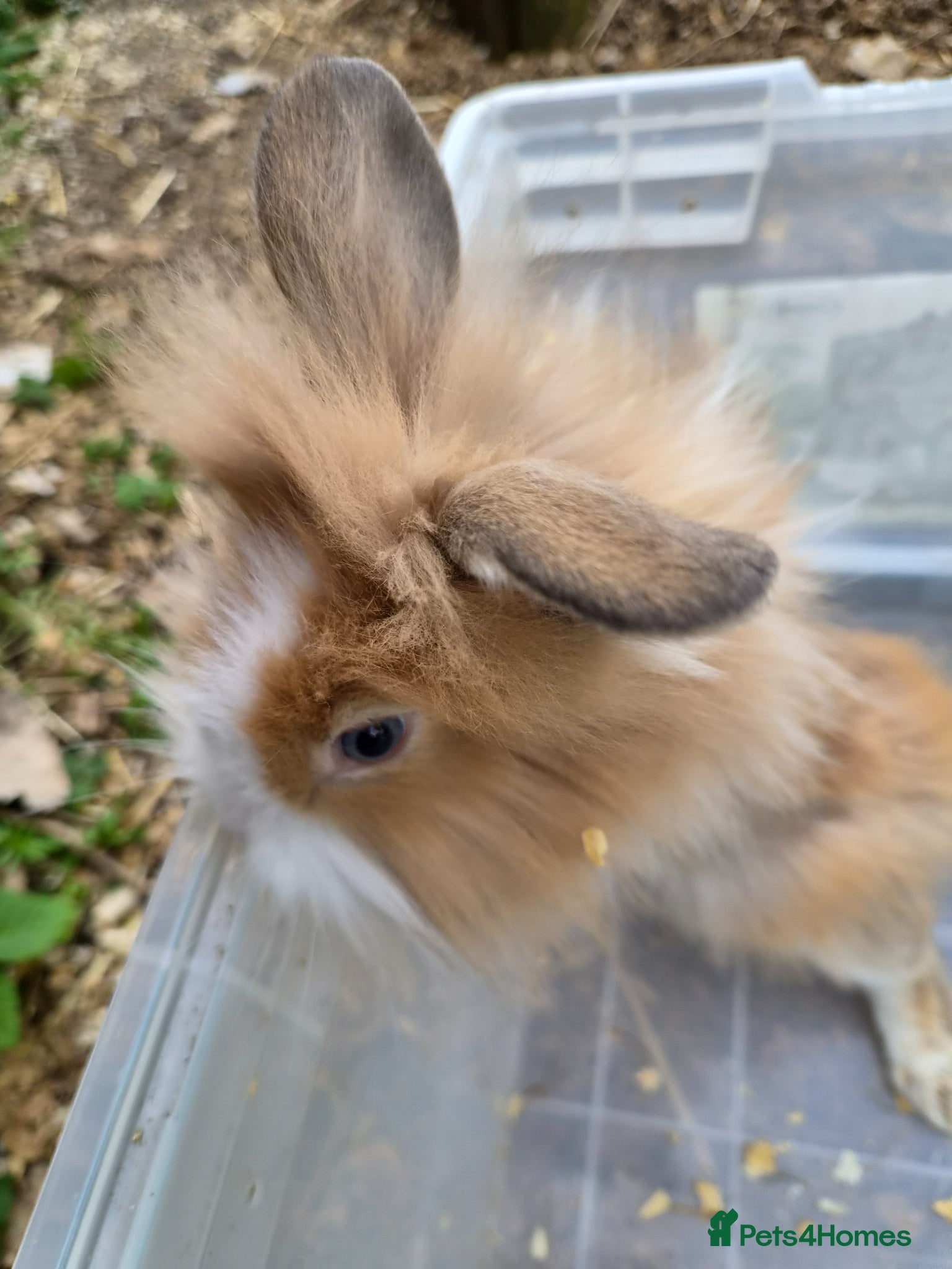 Lionhead rabbits for sale: 5 baby lion heads for sale £60 each  in Manchester - Advert 8