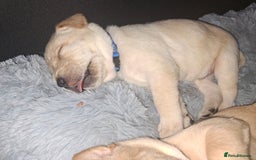 Labrador Retriever dogs for sale: Labrador puppies - Image 16