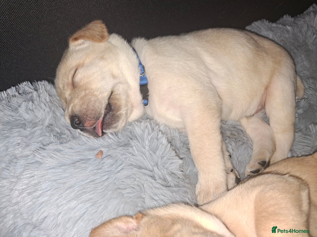 Labrador Retriever dogs for sale: Labrador puppies - Image 16