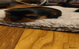 Yorkshire Terrier dogs for sale: 2 tiny Yorkshire terriers 1 male 1 female - Advert 8