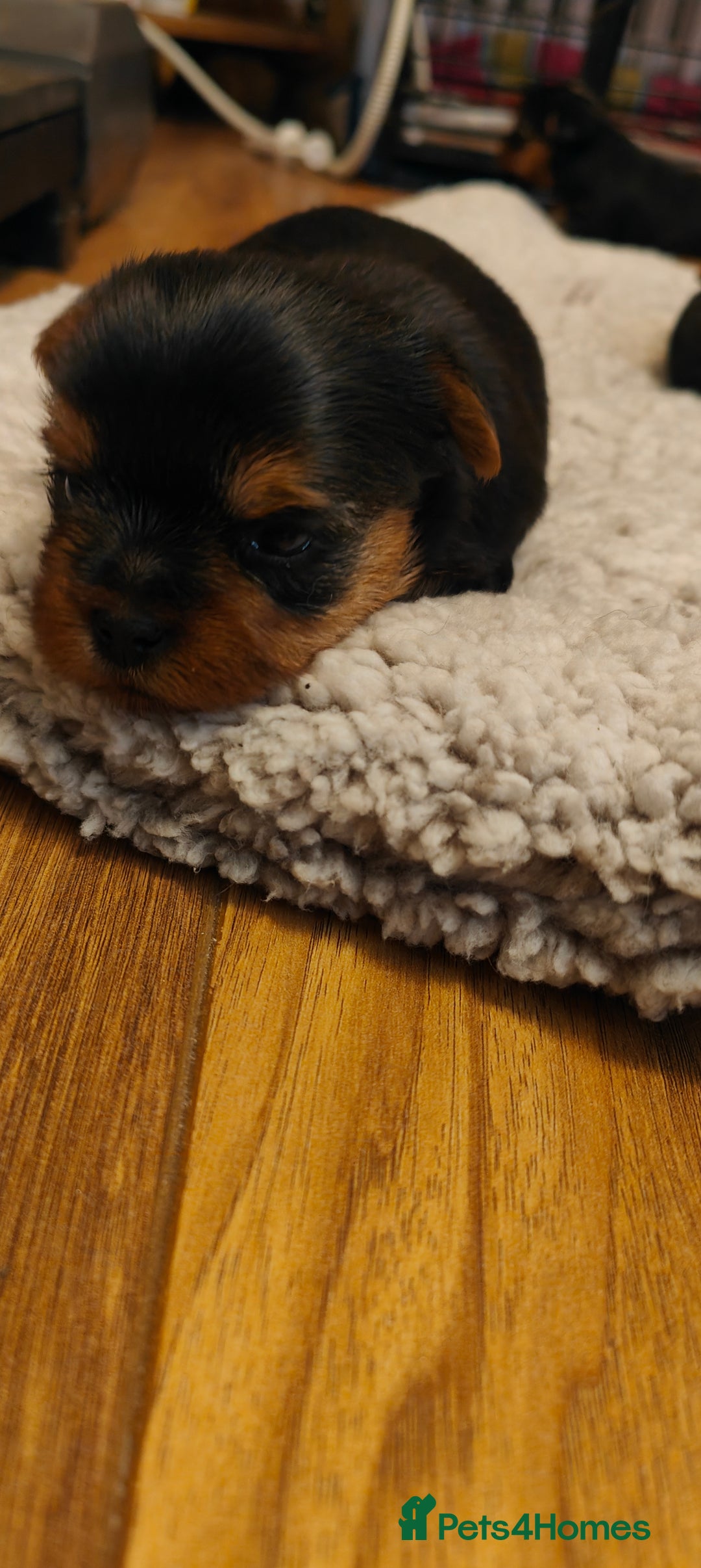 Yorkshire Terrier dogs for sale: 2 tiny Yorkshire terriers 1 male 1 female - Advert 8