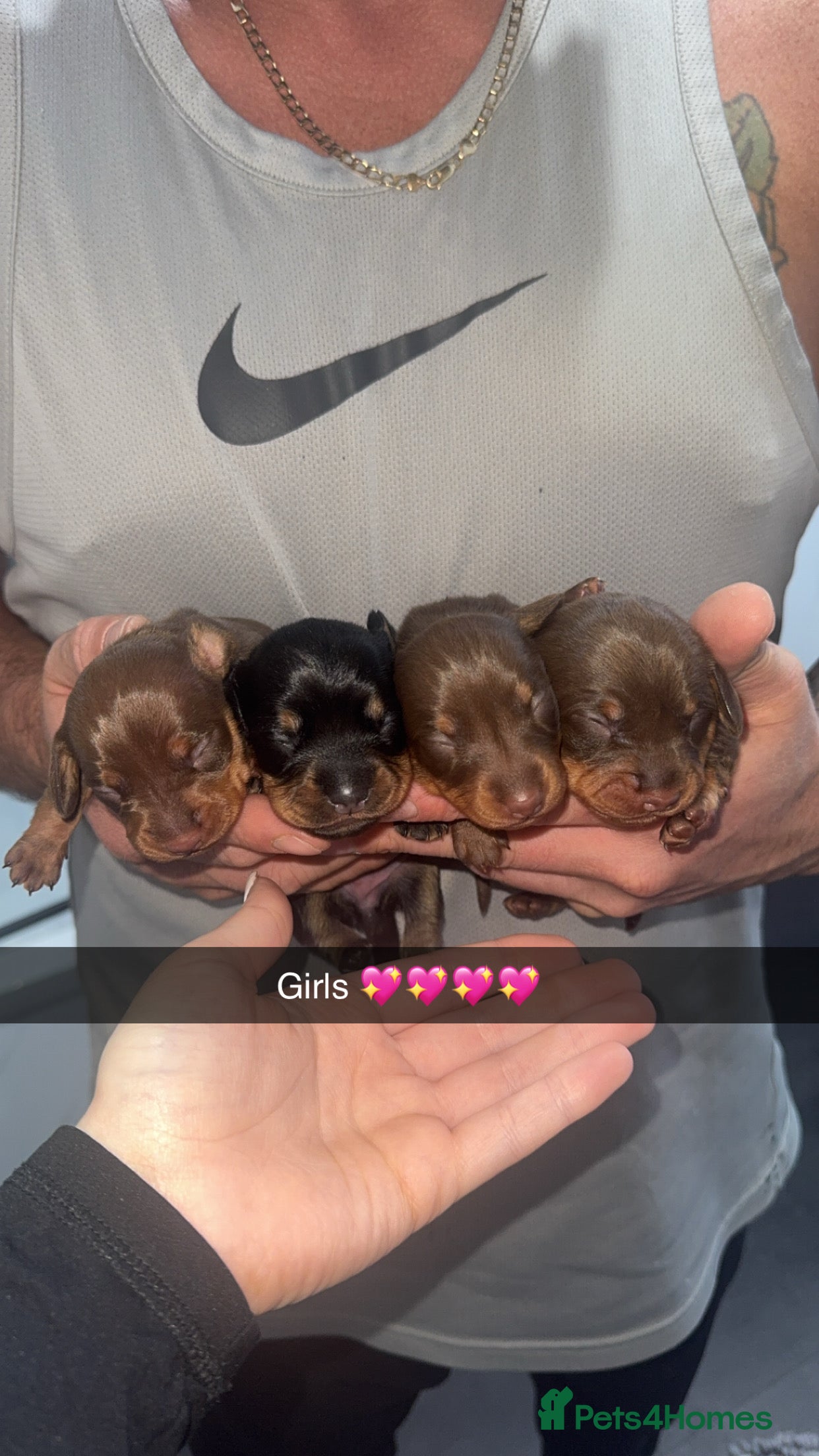 Miniature Dachshund dogs Miniature dachshund  - Advert 4