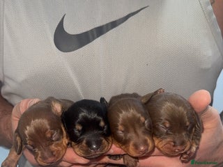 Miniature Dachshund dogs Miniature dachshund - Advert 3