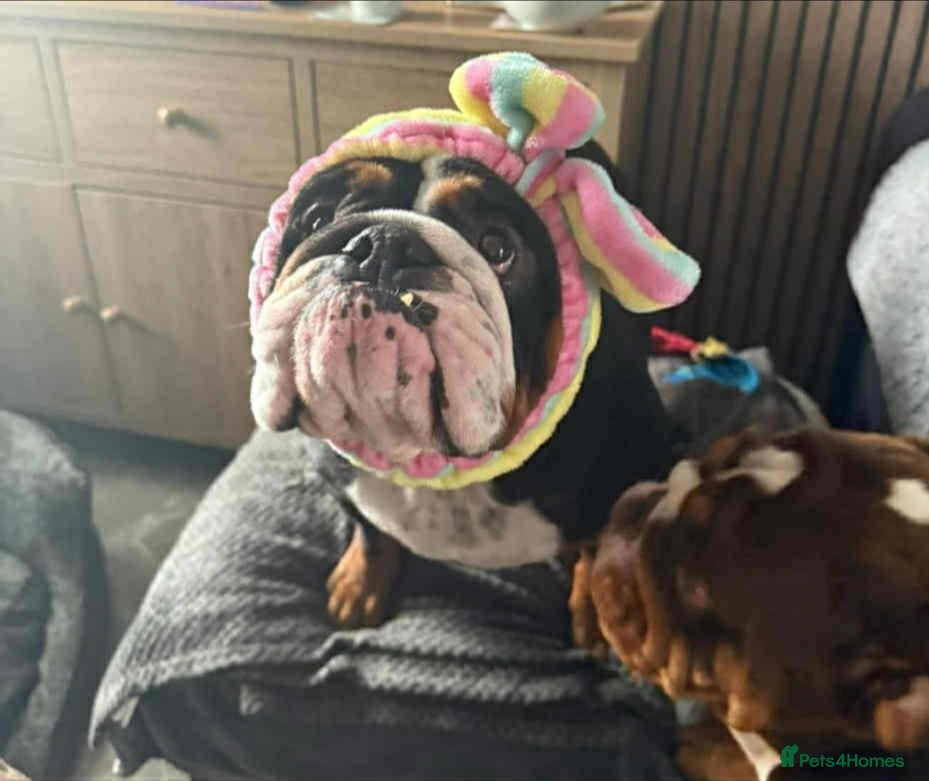 Belgian Shepherd Dog dogs 4 year old English tricolor Bulldog  - Advert 17