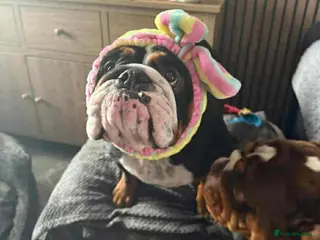 Belgian Shepherd Dog dogs 4 year old English tricolor Bulldog - Advert 17