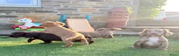 Cocker Spaniel dogs for sale: 🐶 COCKER SPANIEL PUPPIES 🐶  - Advert 14