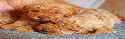 Miniature Poodle dogs for sale: Miniature poodle  - Advert 6