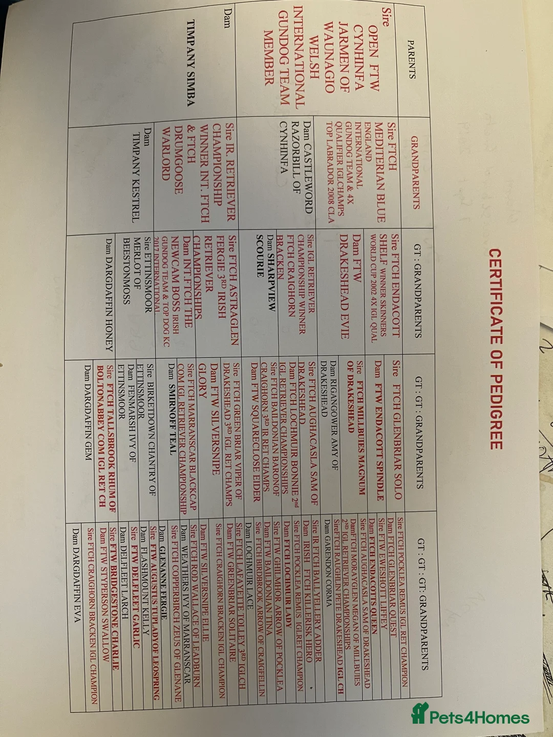 Labrador Retriever dogs for stud: Stunning KC dark Fox Red stud in Ware - Advert 9