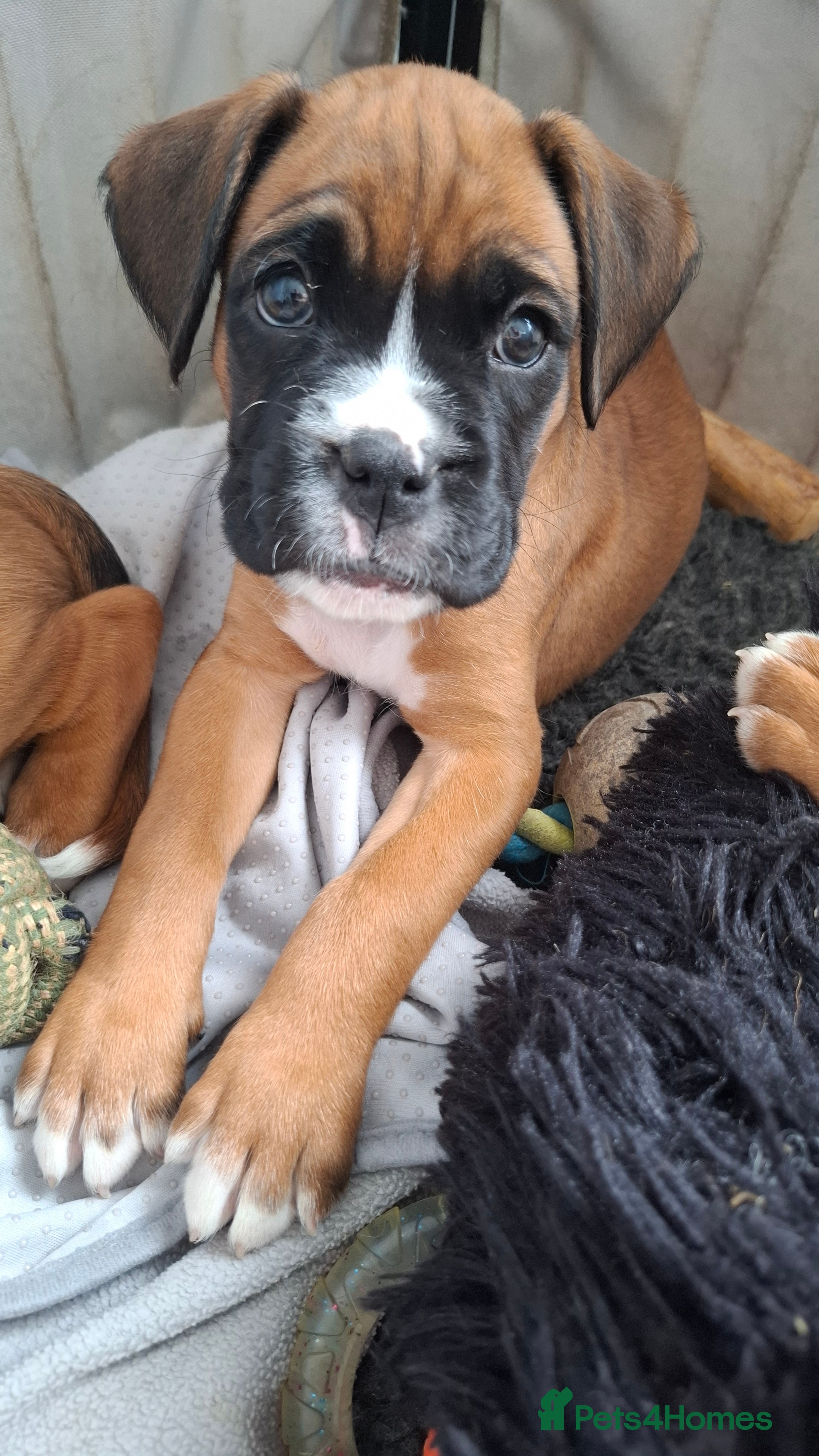 Boxer dogs Bobtail/tail, KC Registered Boxer Puppies - Advert 2