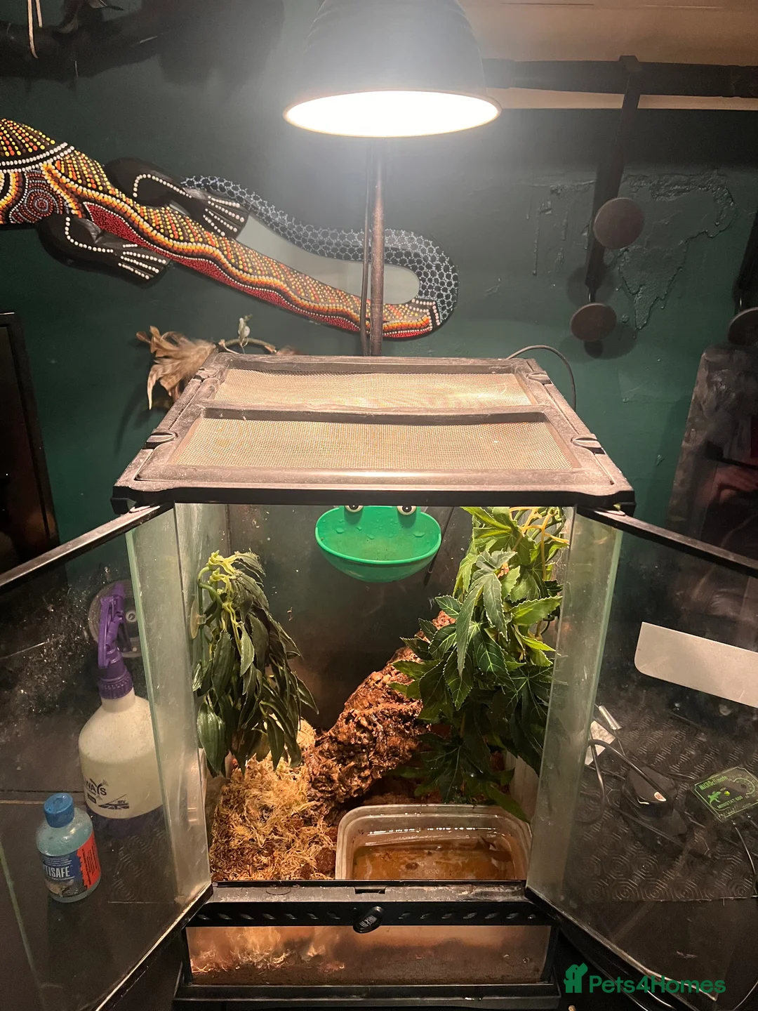 Frog reptiles for sale: White Tree Frog in Tonbridge - Advert 4