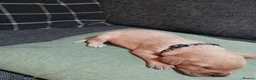 Labrador Retriever dogs for sale: Labrador retriever s in Bedworth - Advert 9