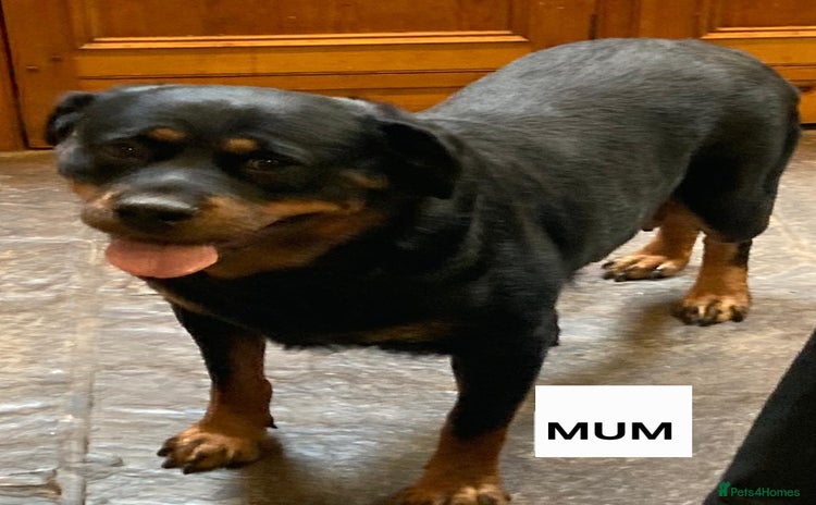 Rottweiler dogs - Advert 4