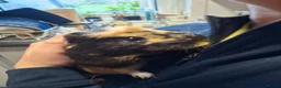Guinea Pig rodents for sale: 2 guinea pigs  in Kilmacolm - Advert 16