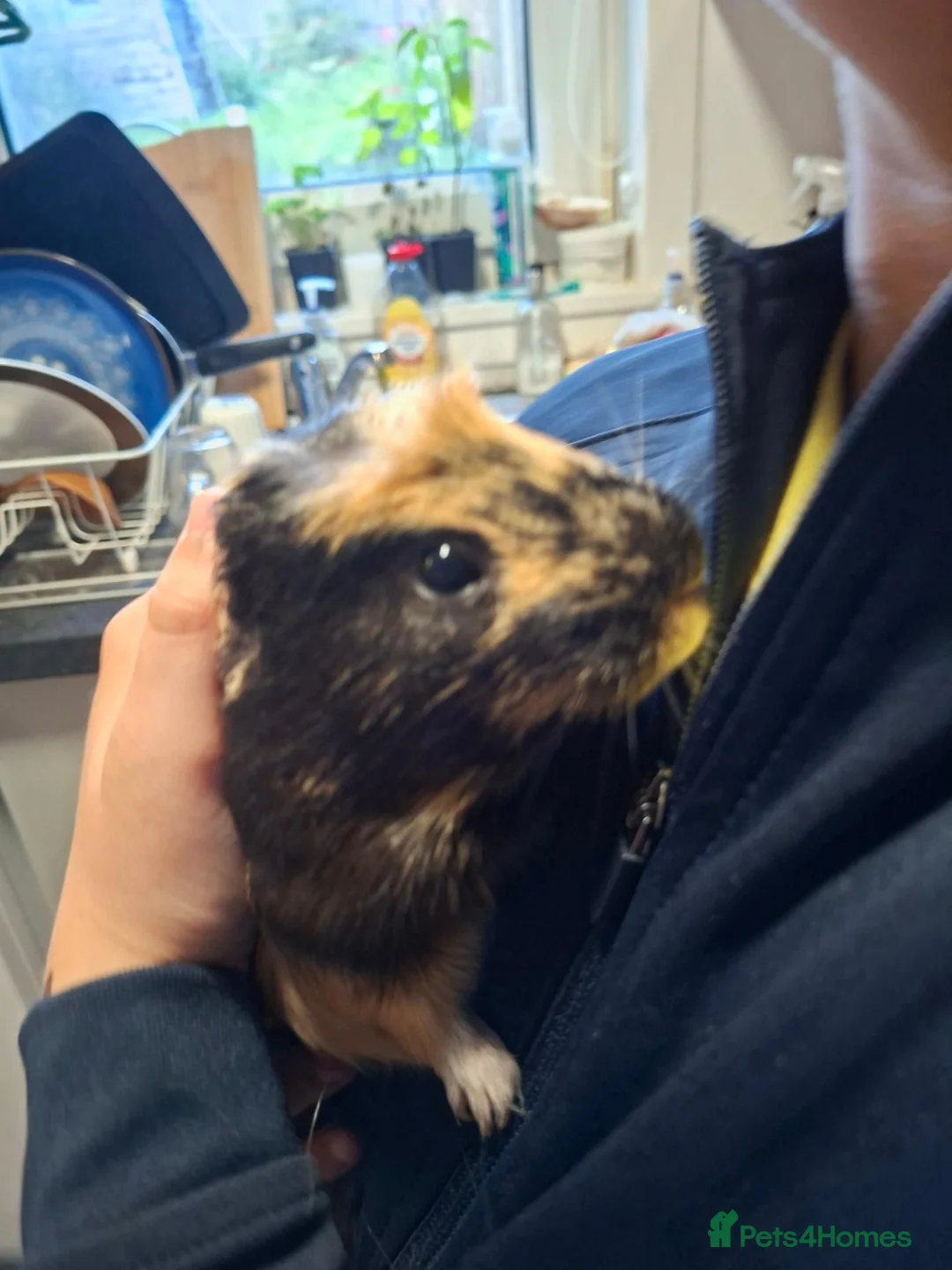 Guinea Pig rodents for sale: 2 guinea pigs  in Kilmacolm - Advert 16