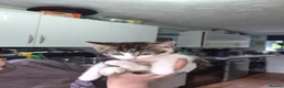 Mixed Breed cats for sale: 2 bundles of fun and furryness in Andover - Advert 12