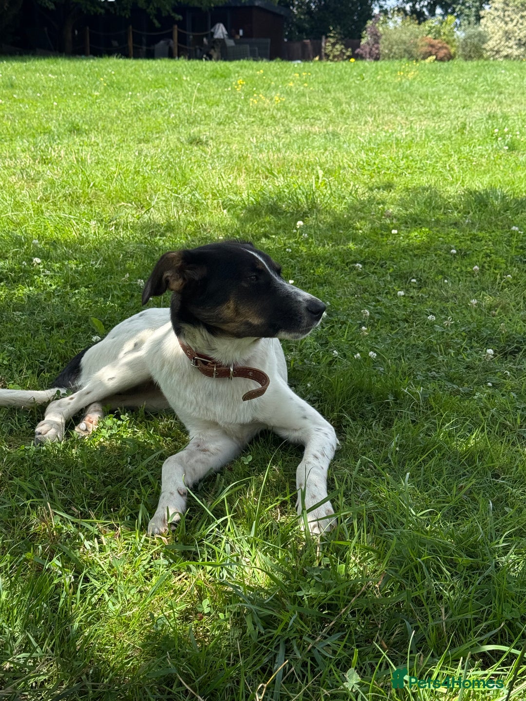 Foxhound dogs for adoption: Josie – Saved in the Final Hour - Image 10