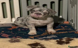 French Bulldog dogs for sale: x2 boys🔥🐾Ready Now🔥🐾Fluffy French bulldogs🔥🐾 in Rotherham - Image 38