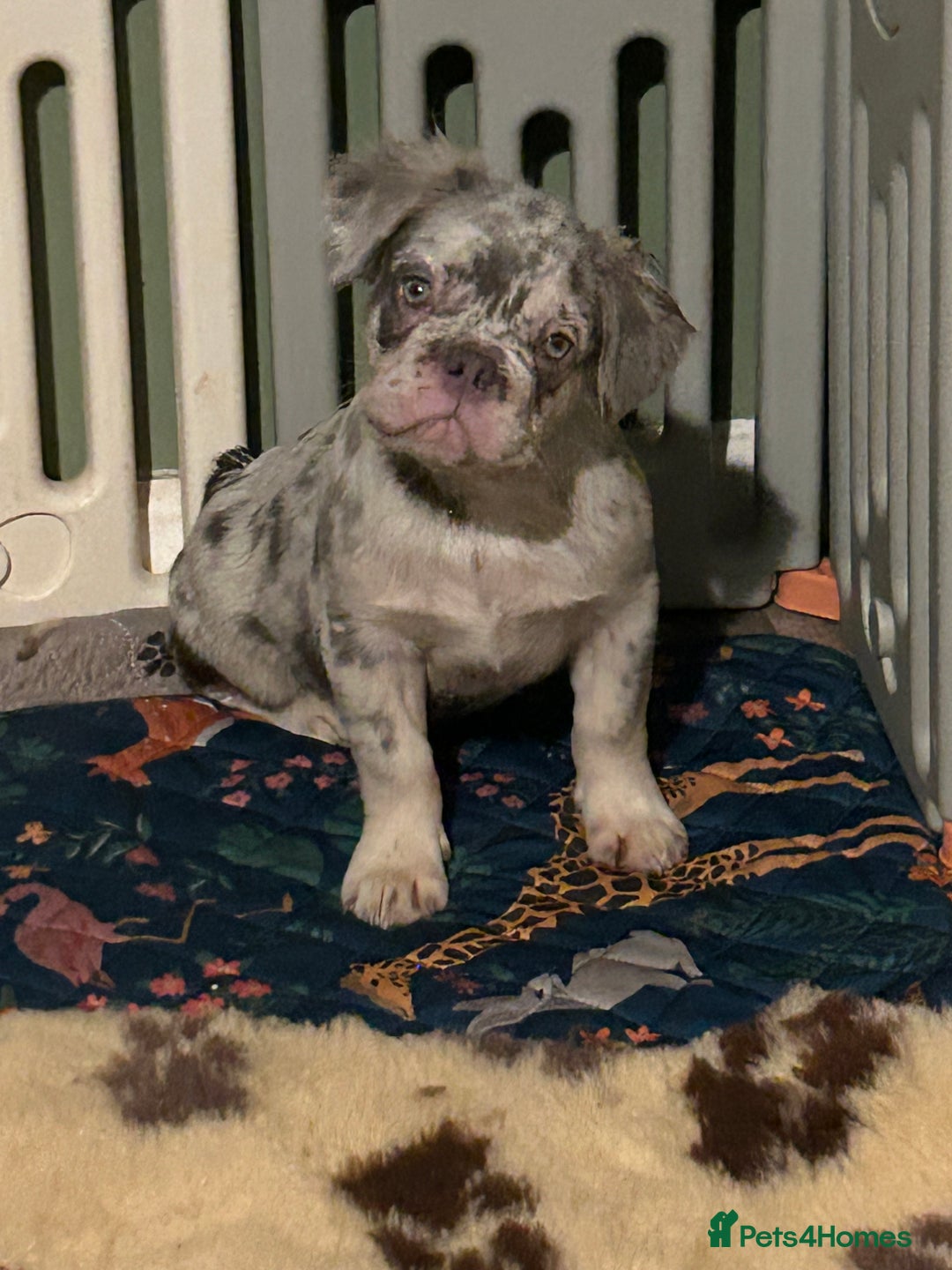 French Bulldog dogs for sale: x2 boys🔥🐾Ready Now🔥🐾Fluffy French bulldogs🔥🐾 in Rotherham - Image 38