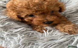Toy Poodle dogs for sale: Toy Poodles - Image 4