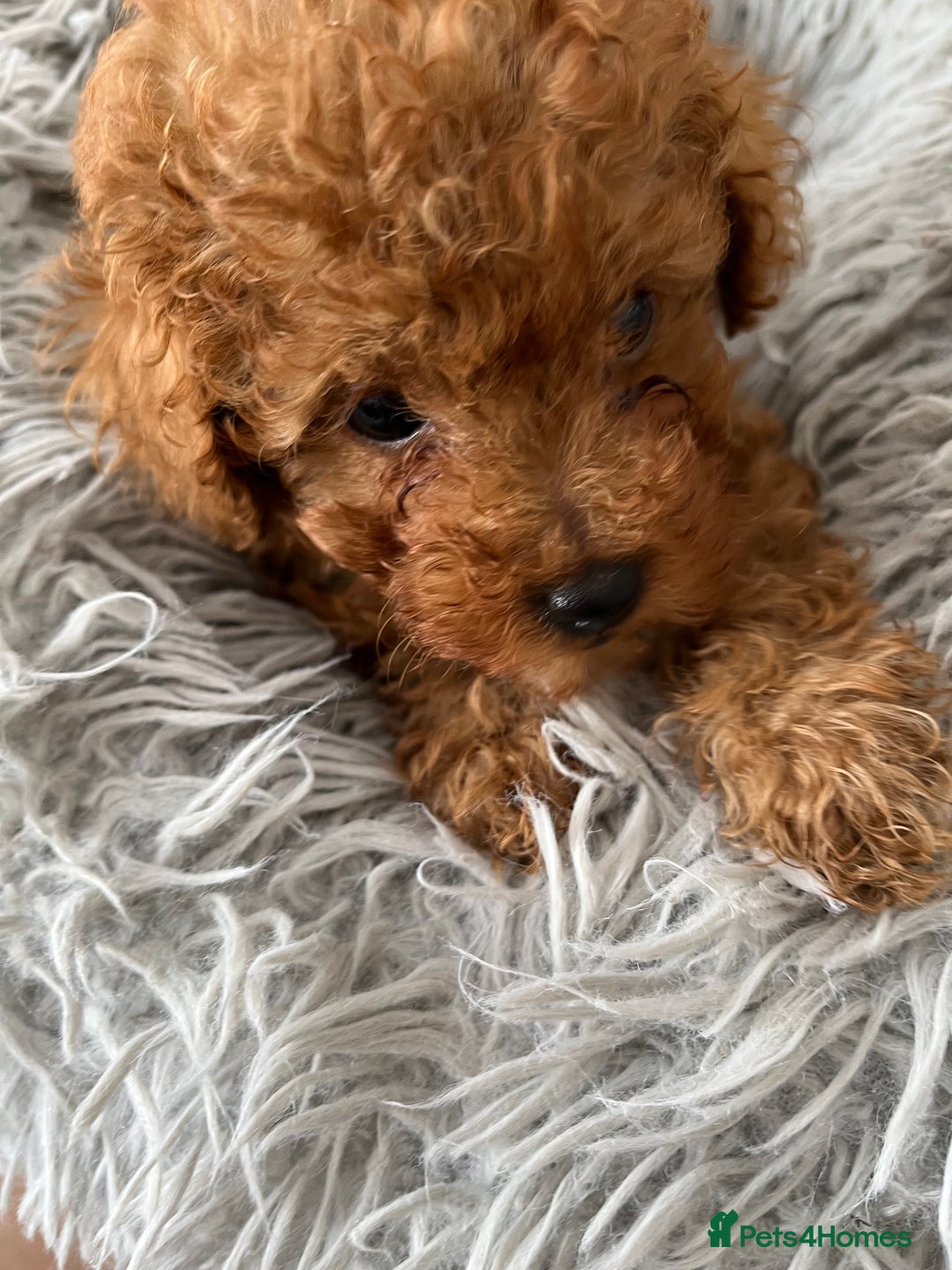 Toy Poodle dogs for sale: Toy Poodles - Image 4