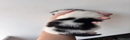 Mixed Breed cats for sale: Gorgeous black and white “Cow Cat” boy kitten🩵🐄 - Advert 5