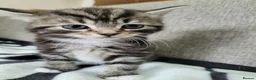 Mixed Breed cats for sale: Lovely Tabby Kittens  - Advert 5