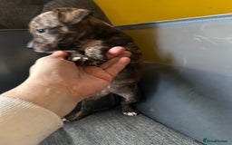 Mixed Breed dogs for sale: Staff plus Staff Jack Puppies  - Advert 7