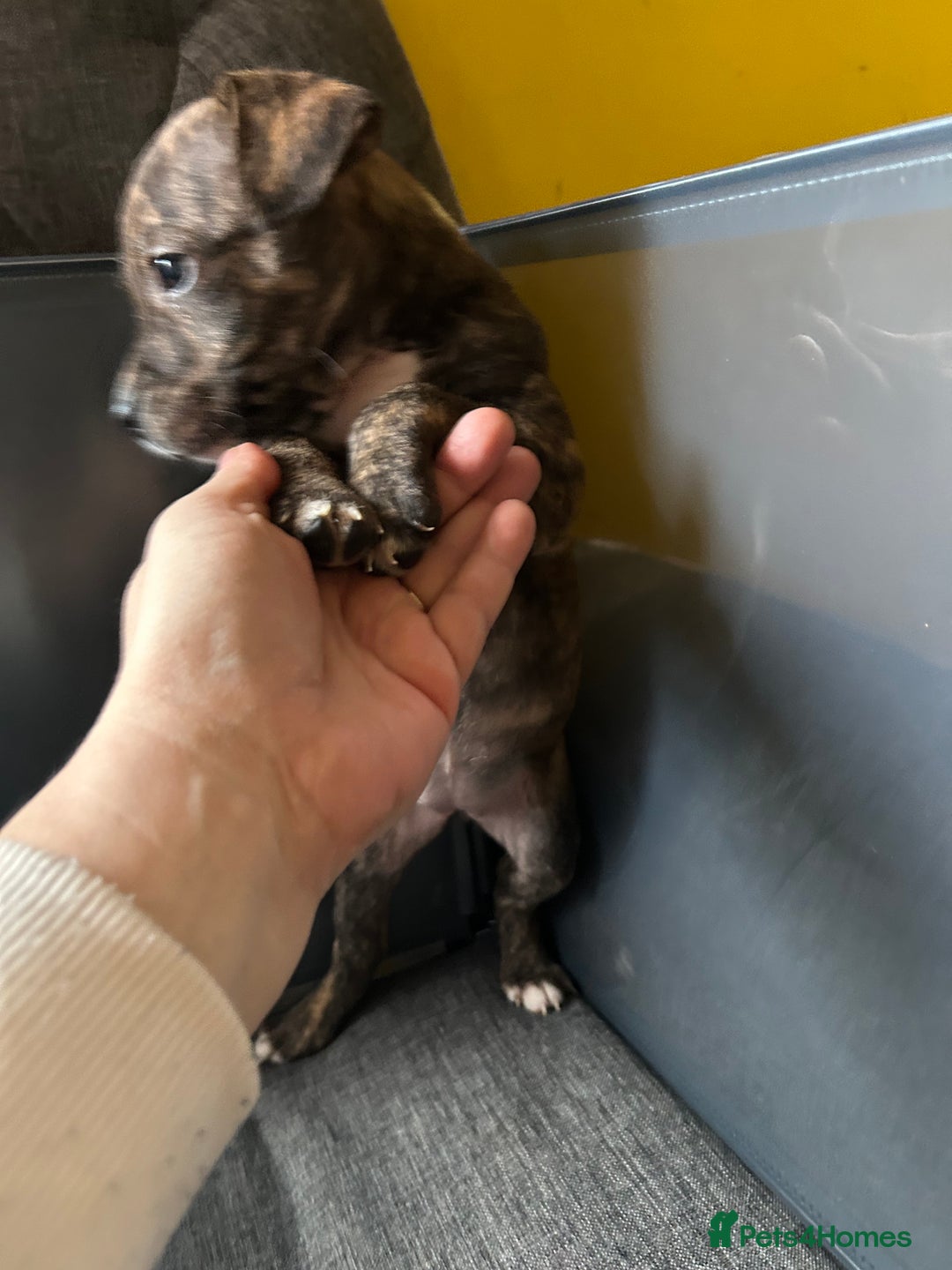 Mixed Breed dogs for sale: Staff plus Staff Jack Puppies  - Advert 7