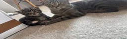 Mixed Breed cats for sale: Gorgeous kittens 🐱  - Advert 12